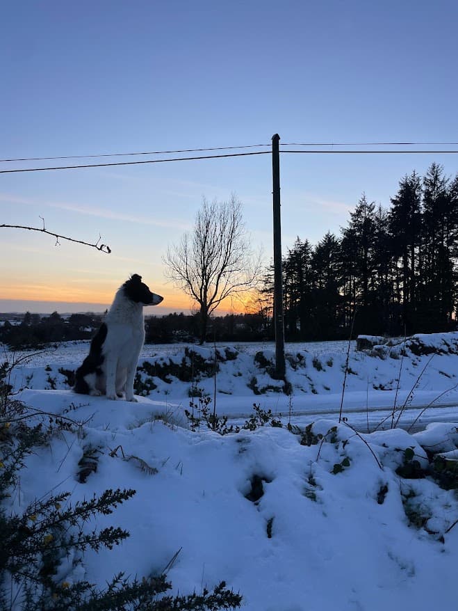 Dog in snow