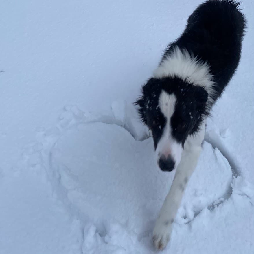 Dog in snow